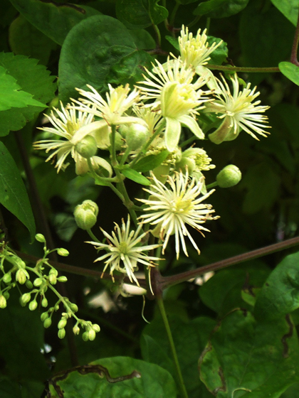 Wild Clematis